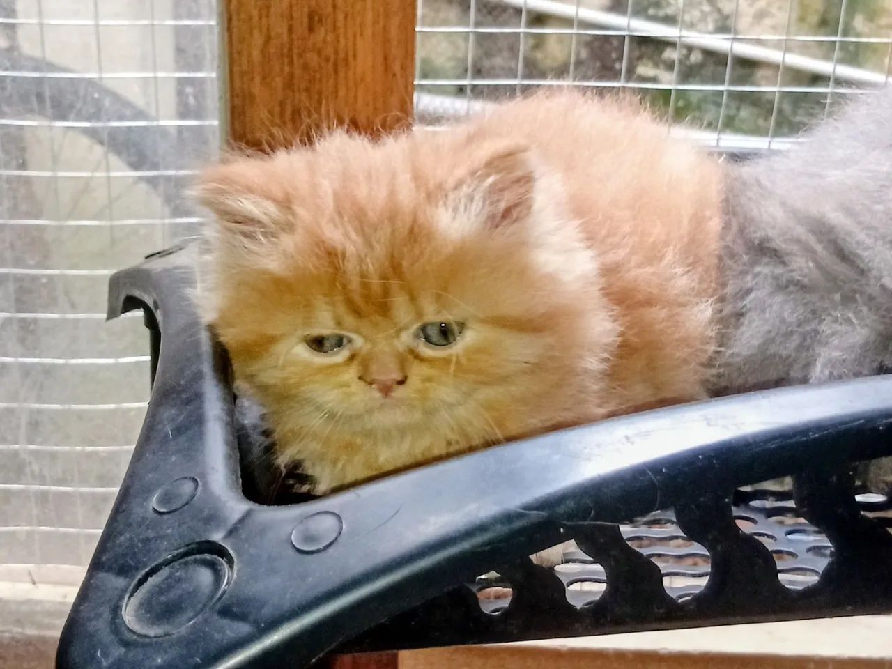 Gatinhos Persas - Foto 2