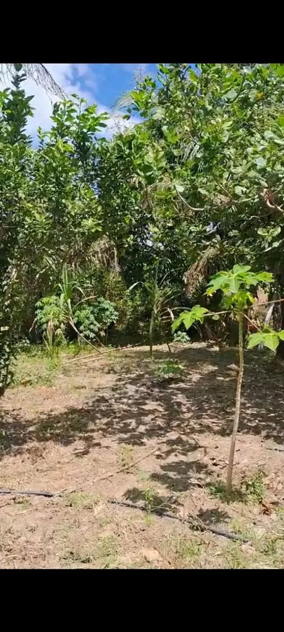 Casa com pomar - Foto 5