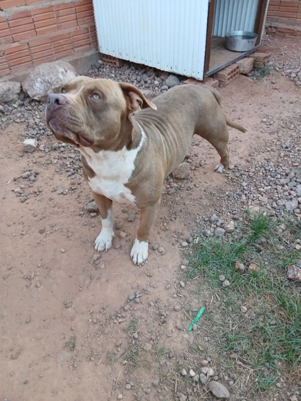Filhotes de Pitbull  - Foto 3