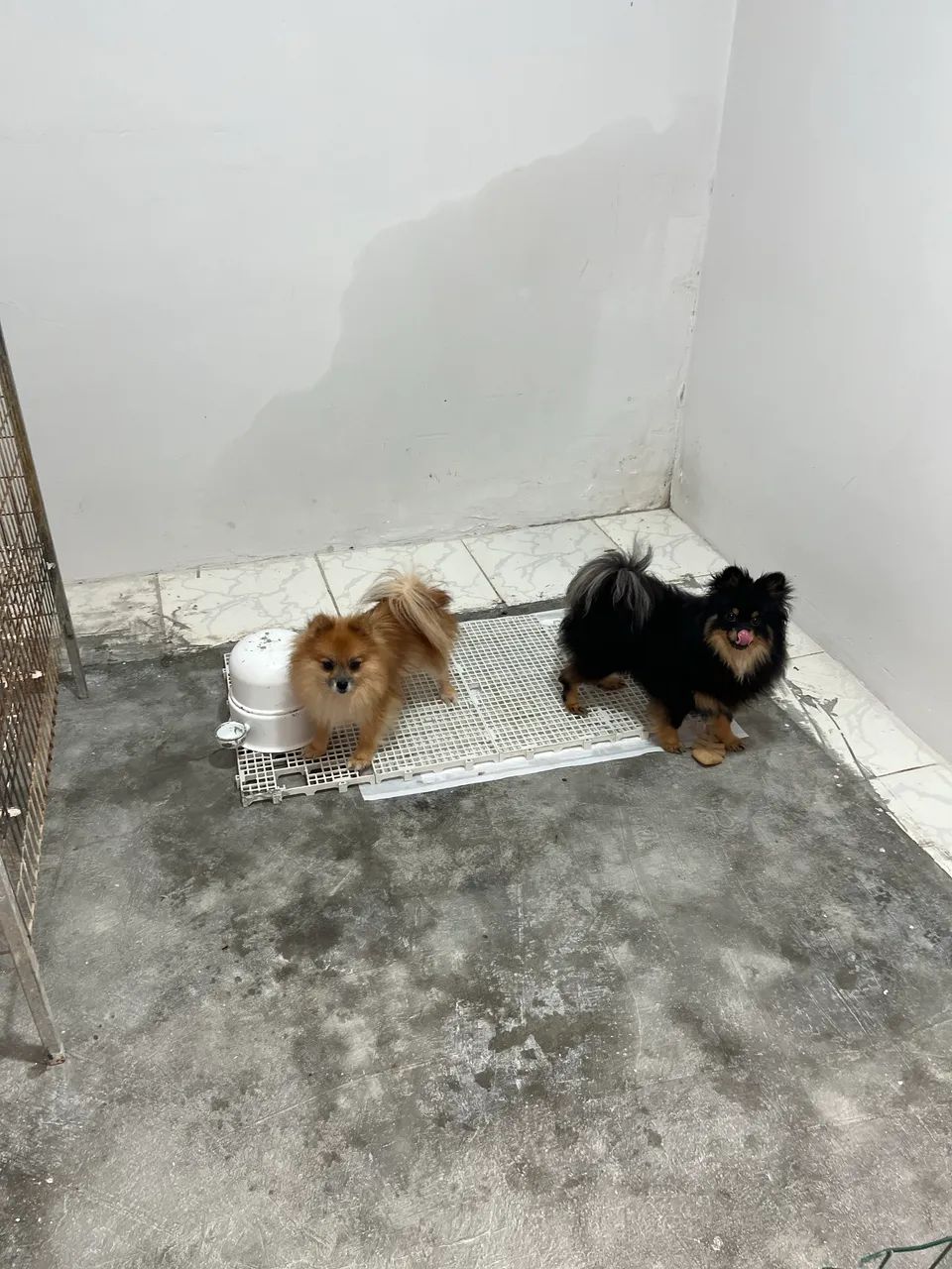 Spitz alemão fêmea  - Foto 2