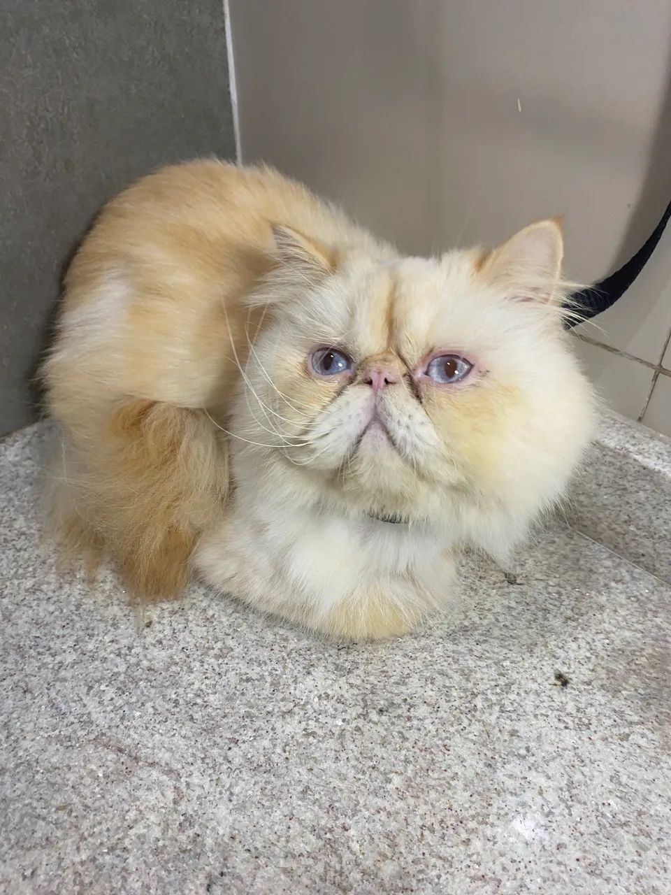 Gato Persa Himalaio  - Foto 3