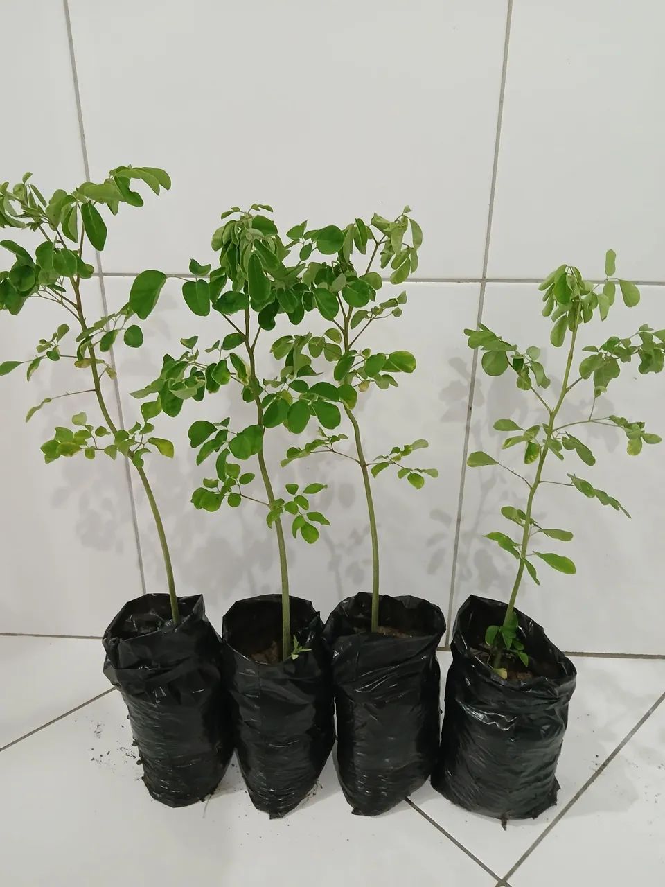 Moringa  aleífera  kit 2 muda 35 cent. - Foto 2