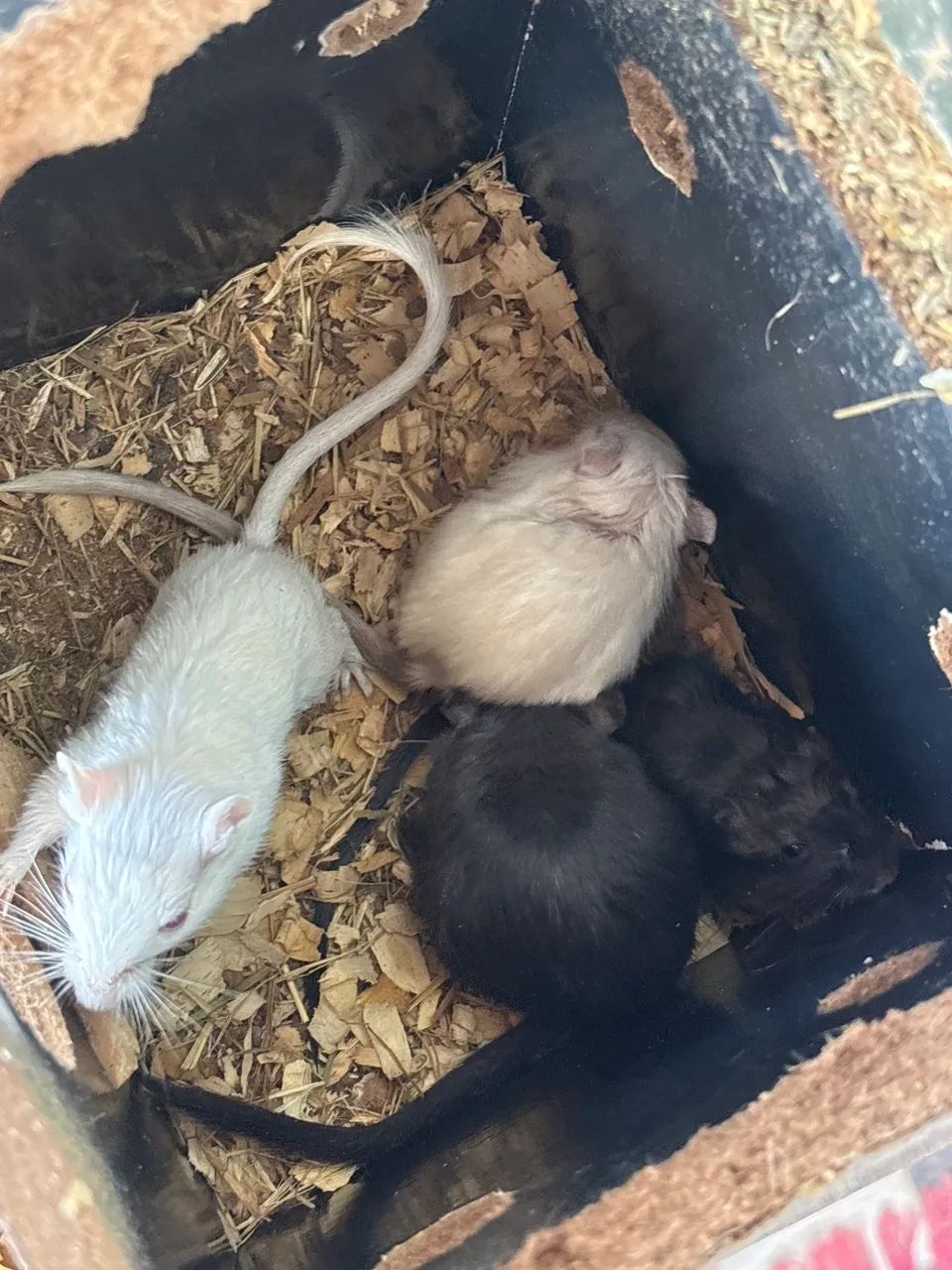 Esquilos da Mongólia/gerbil 65578340382467122