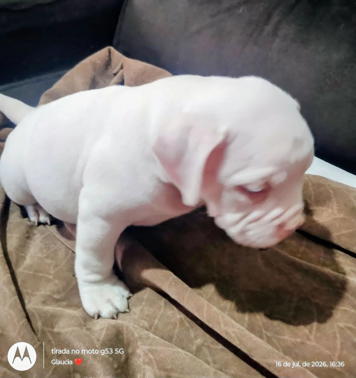 AMERICAN BULLY MACHO
