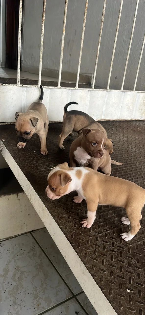 Filhotes de American Bully Pit monster - Foto 3