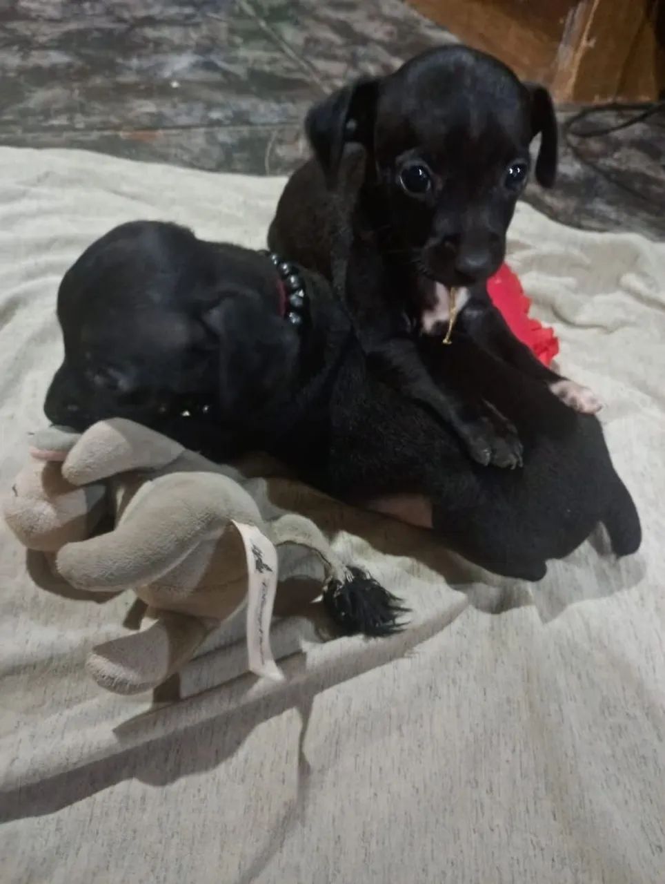 Pinscher número 1 - Foto 5