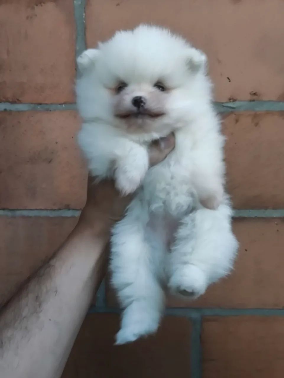 Spitz Alemão  - Foto 4