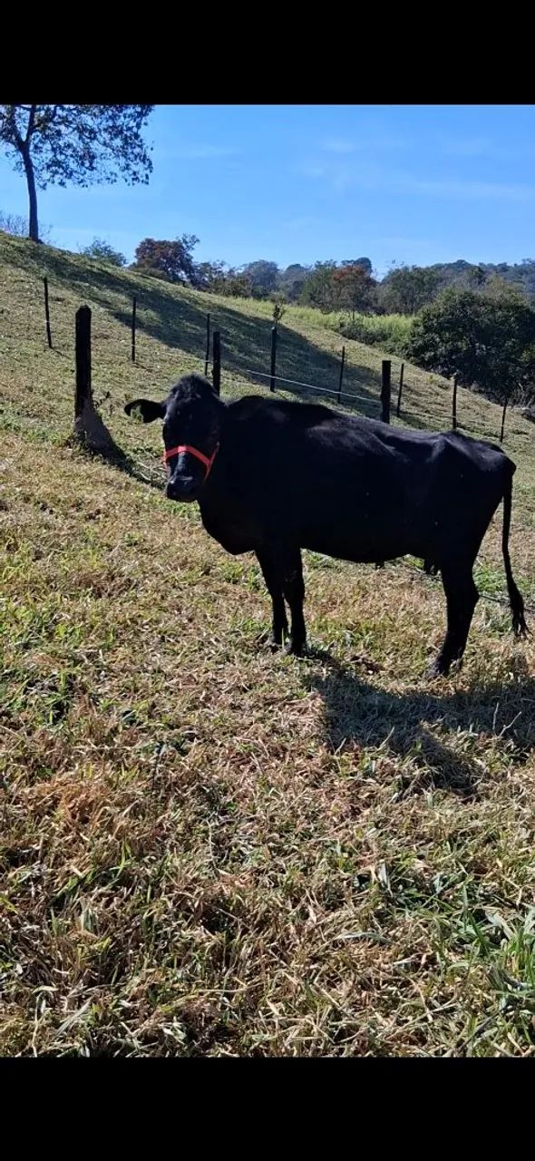 Vaca jersolanda parida.  - Foto 2