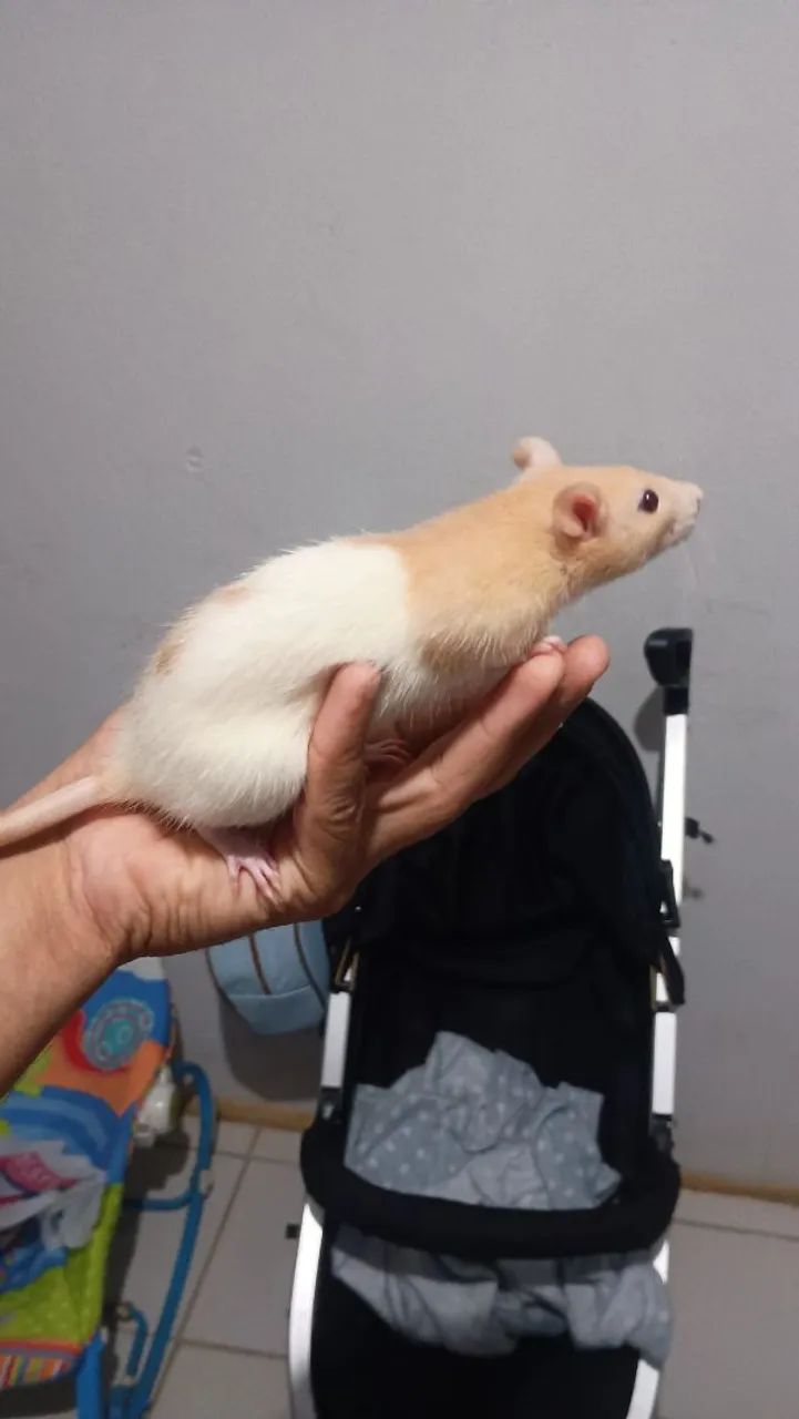 hamster twister 