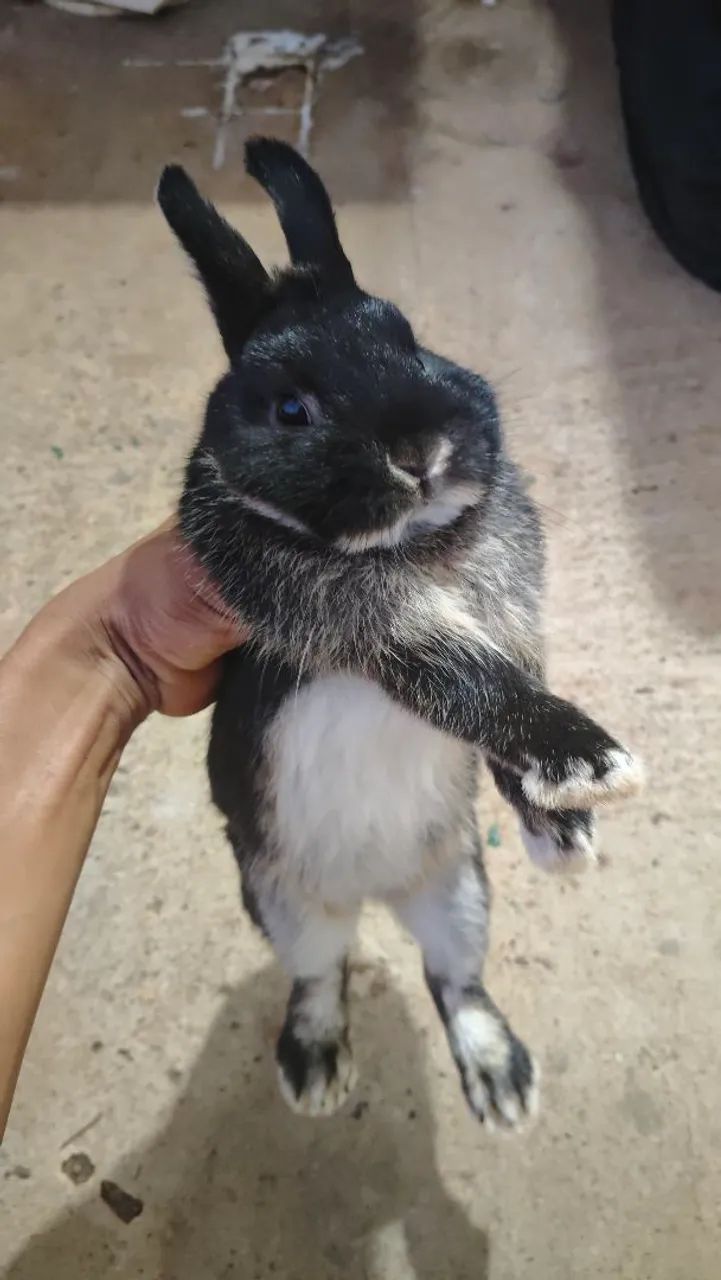 Vende-se coelho macho, de cor preto e branco.