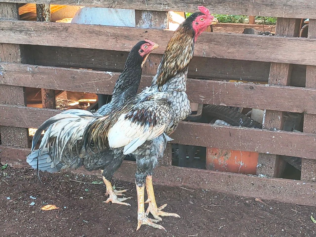 Galo índio  - Foto 4