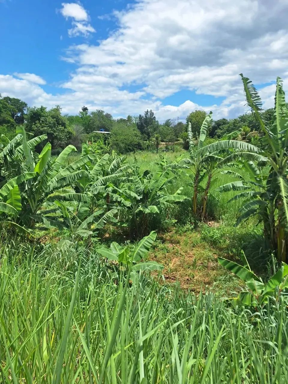 área para chácara com 2.500m² - Foto 6