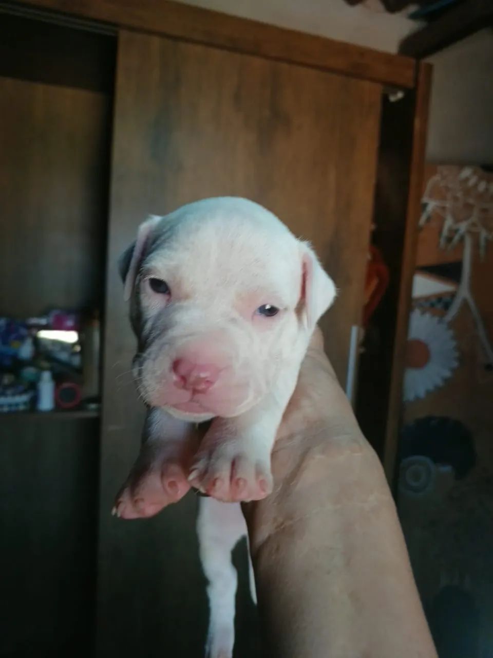 Vende-se pitbull - Foto 5