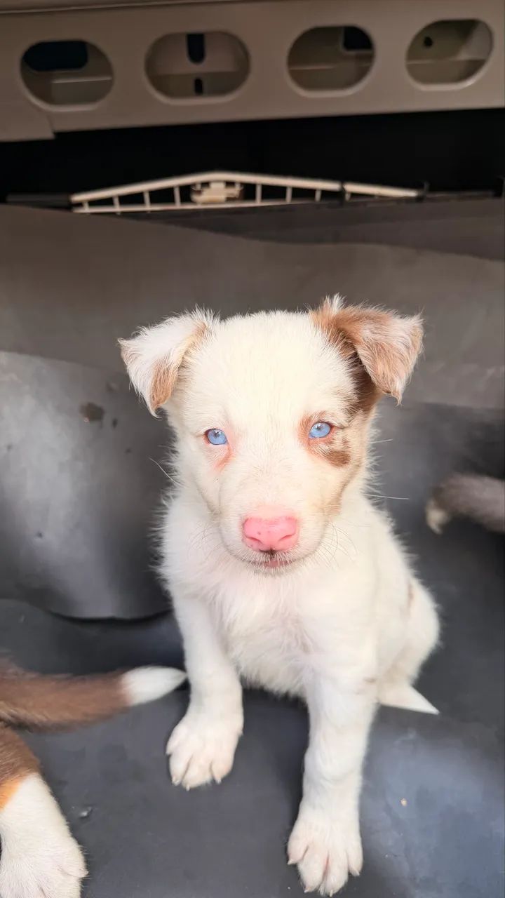 Filhos de border collie  - Foto 4