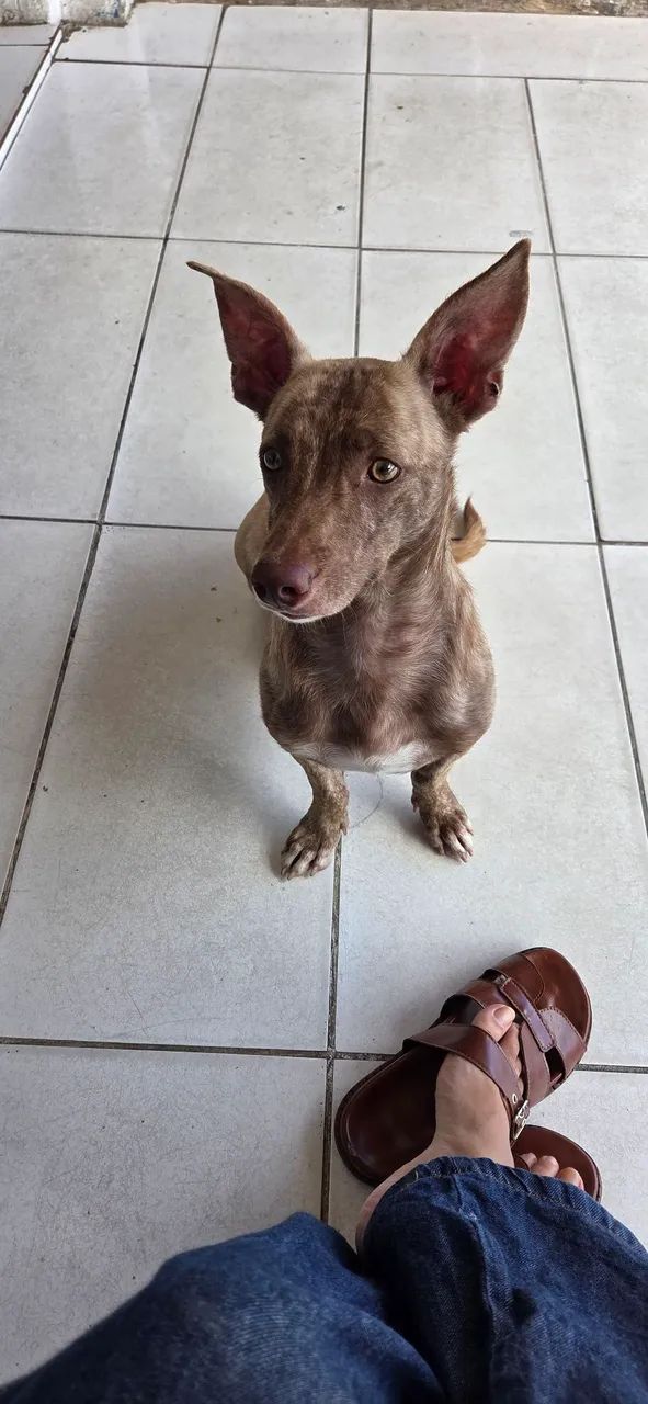 Cachorro salsicha raro