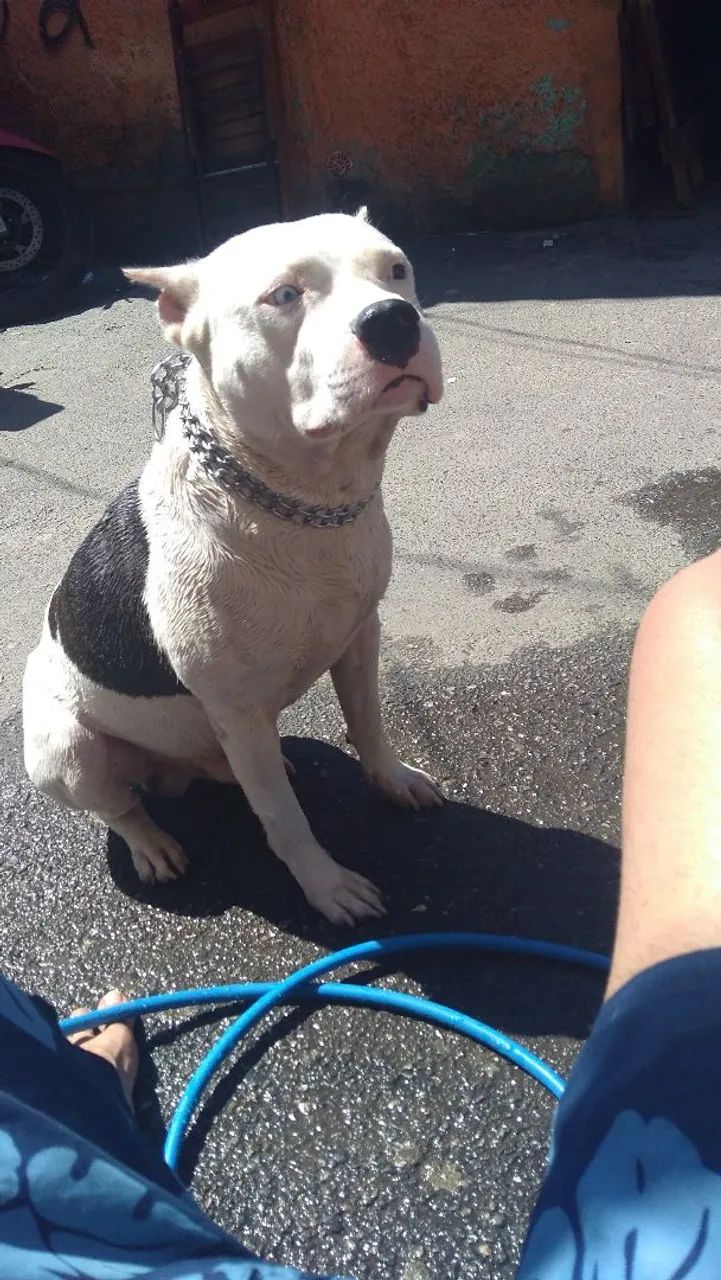 Adoção de pitbull - Foto 3