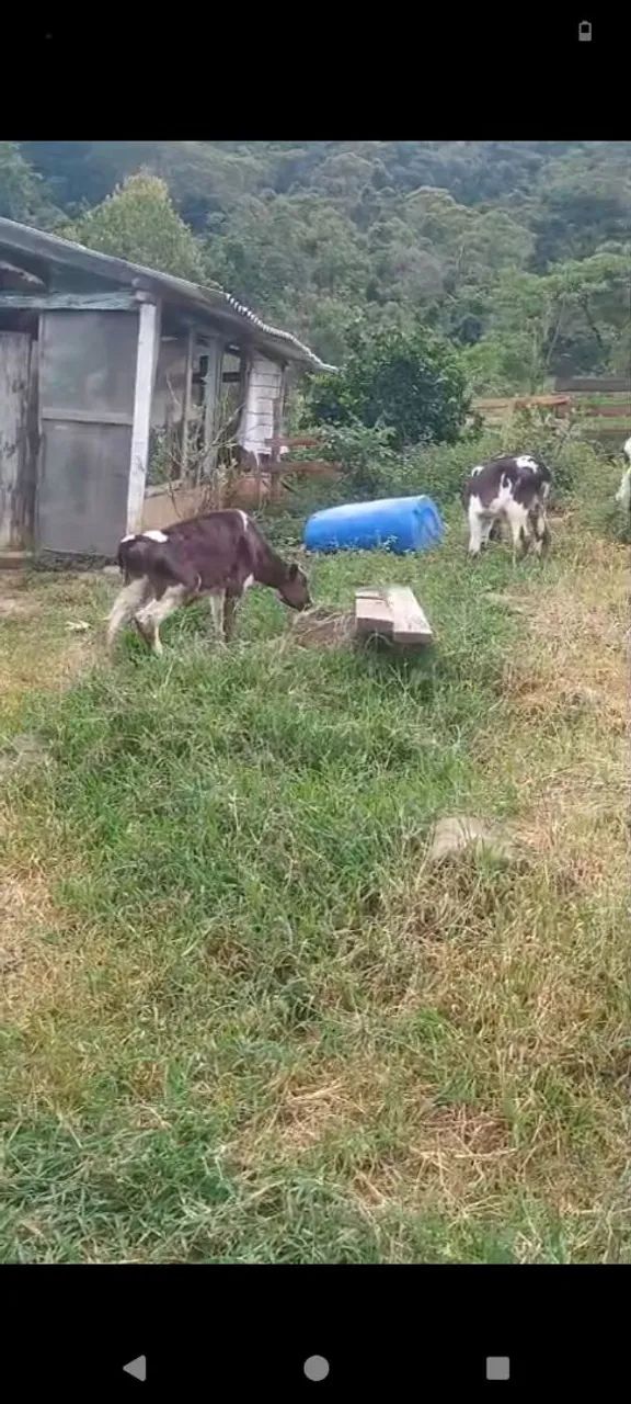 Bezerros macho holandes Itamonte mg  - Foto 2