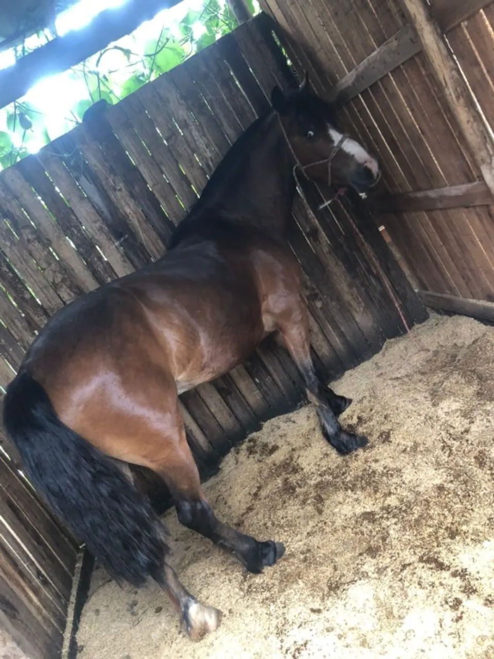 Cavalo crioulo castrado manso