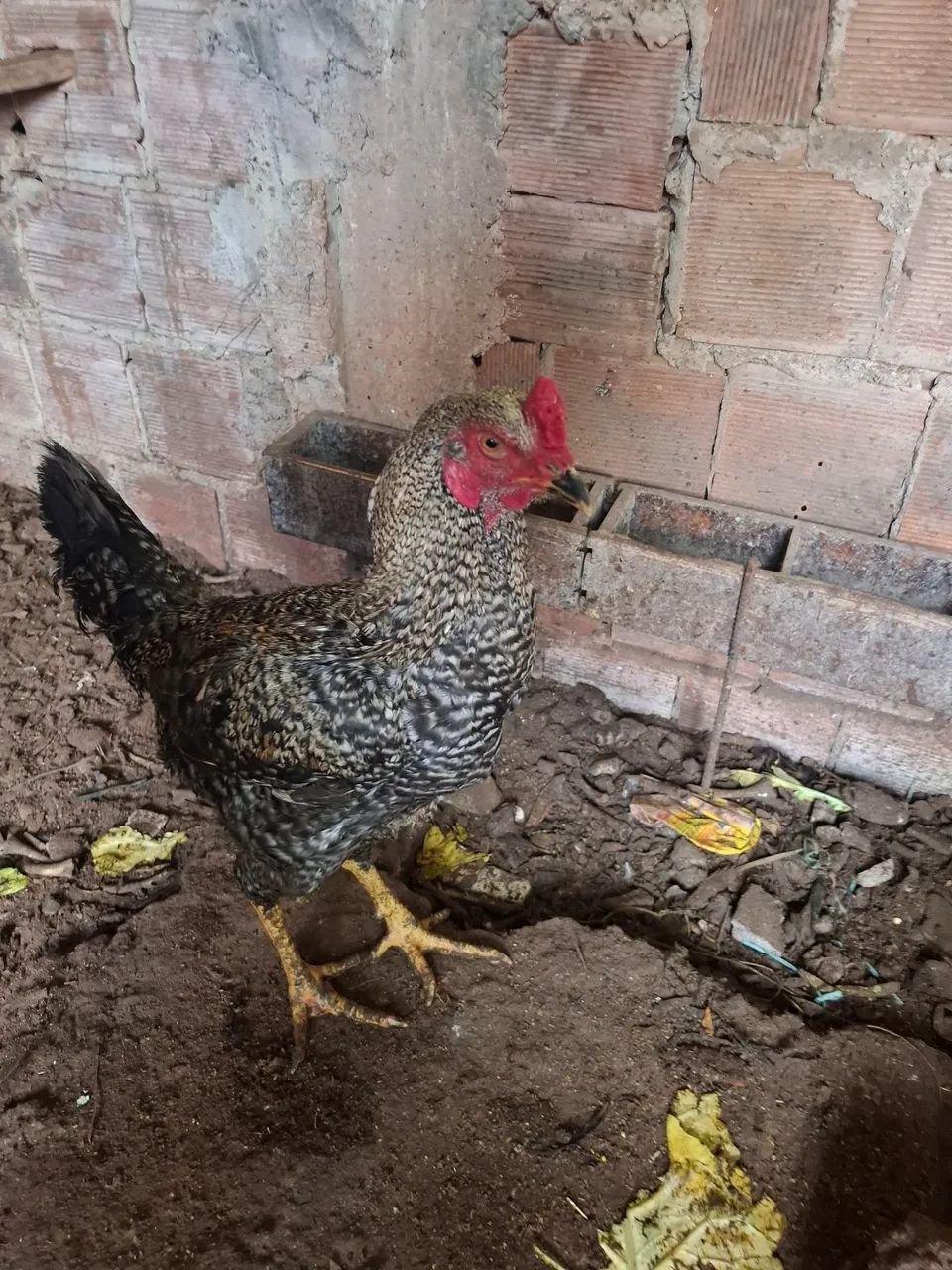 Galo  - Foto 3