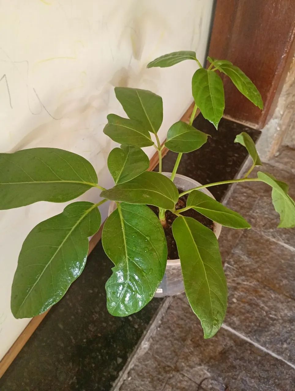 Cheflera muda  - Foto 2