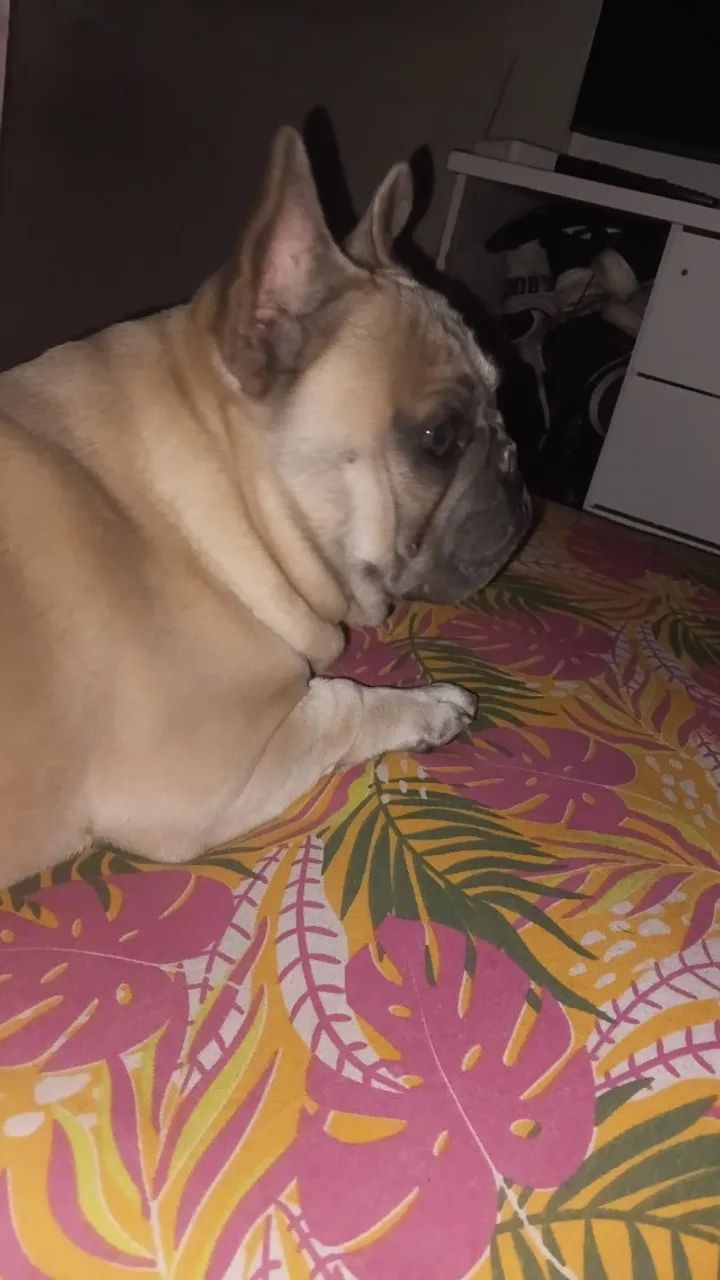 Cachorro  - Foto 4