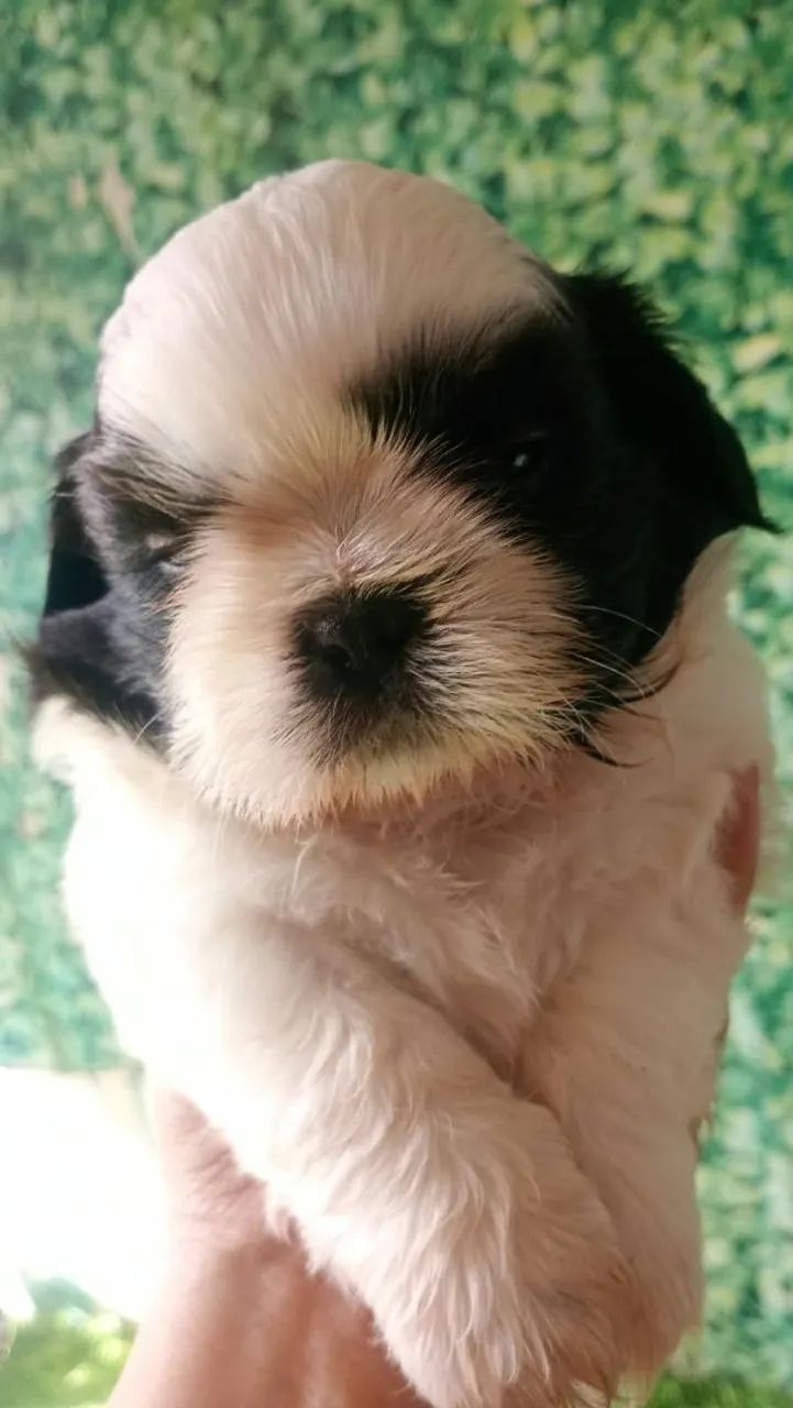 Shitzu macho  - Foto 5