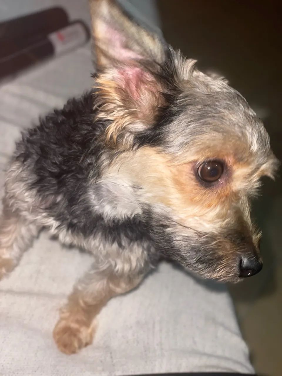 Cachorro  - Foto 2