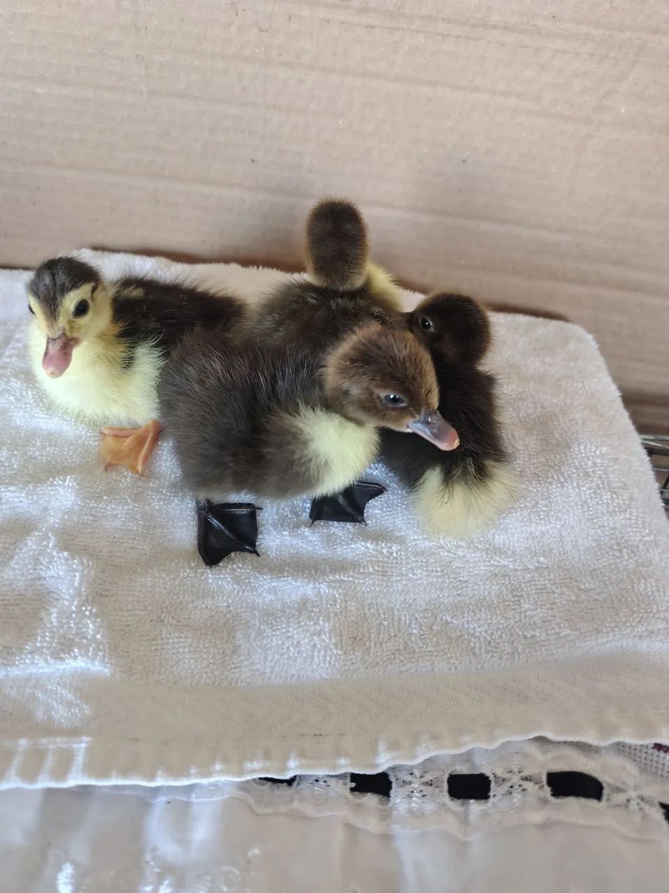 Filhote de pato gamelão 