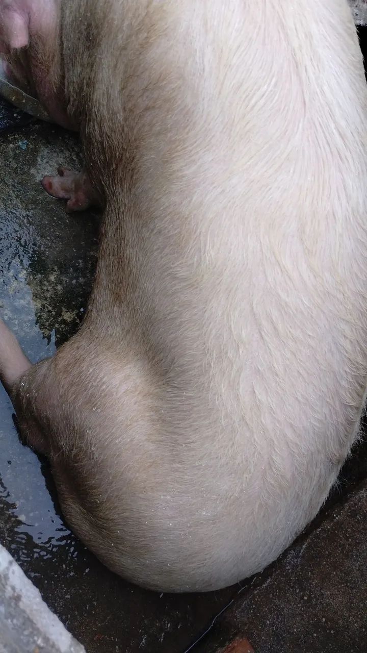 Leitoa / porco / suino valor  - Foto 4
