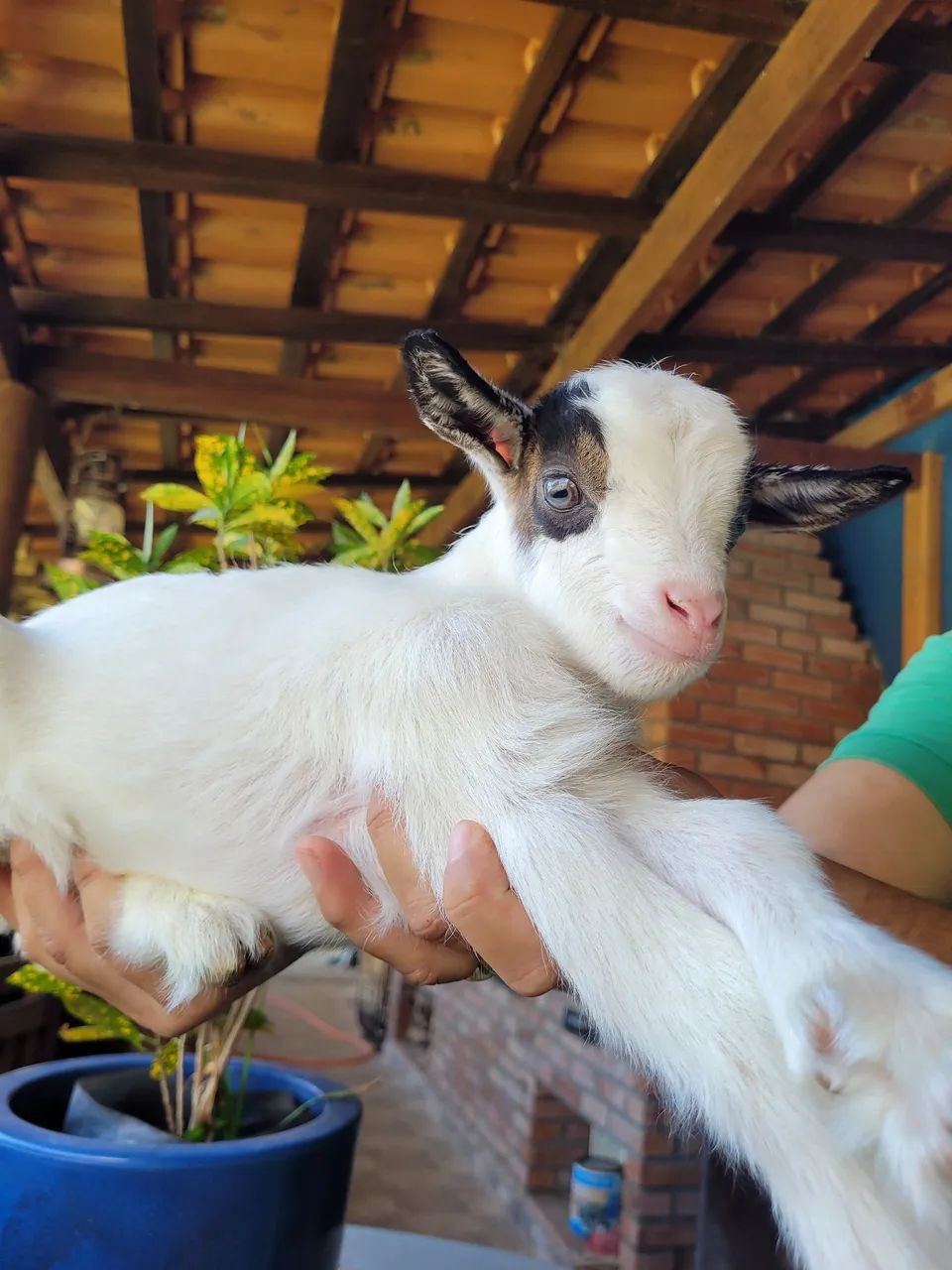 Mini cabritinho  PROMOÇÃO  - Foto 2