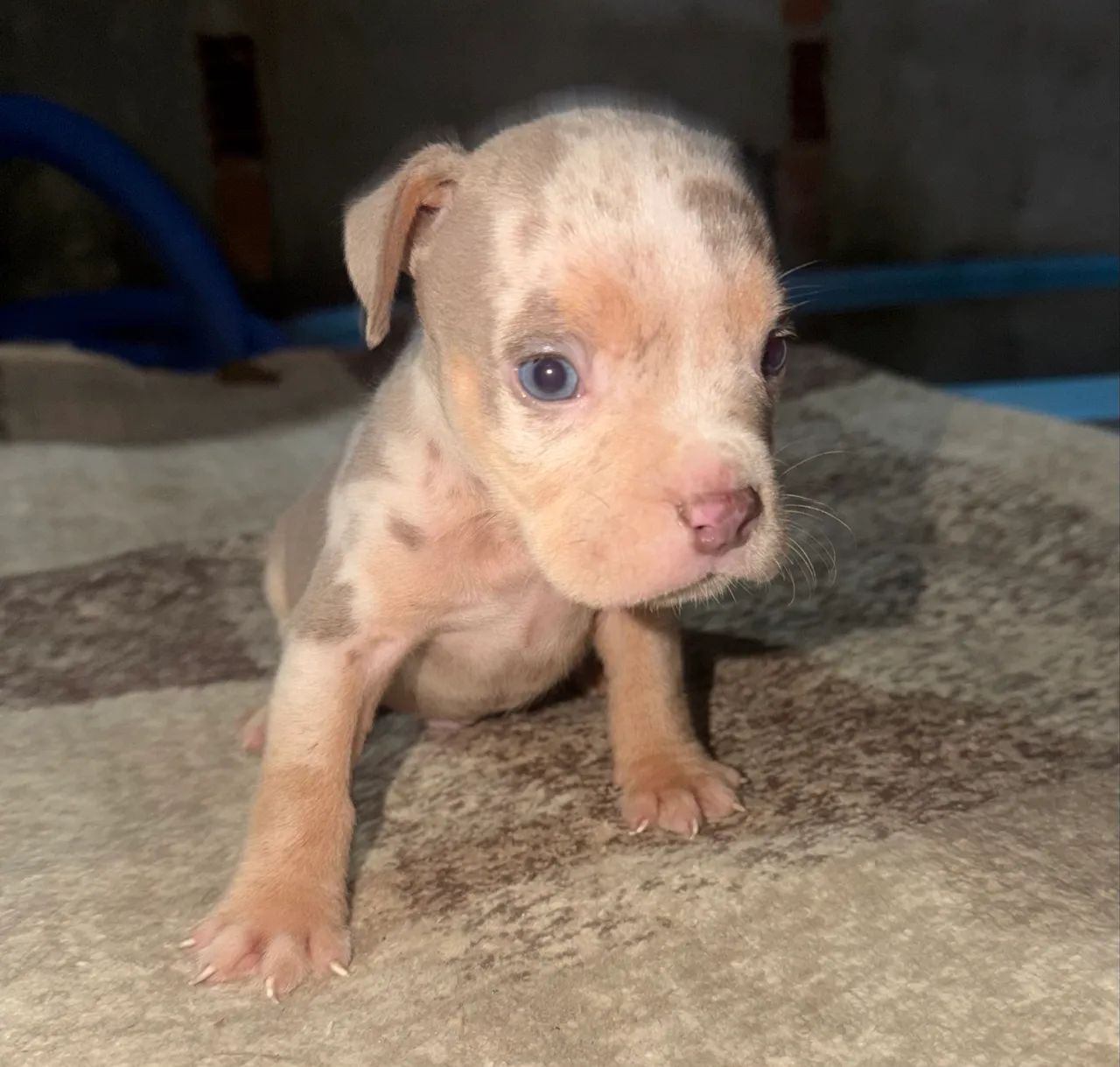 American bully pocket  - Foto 3