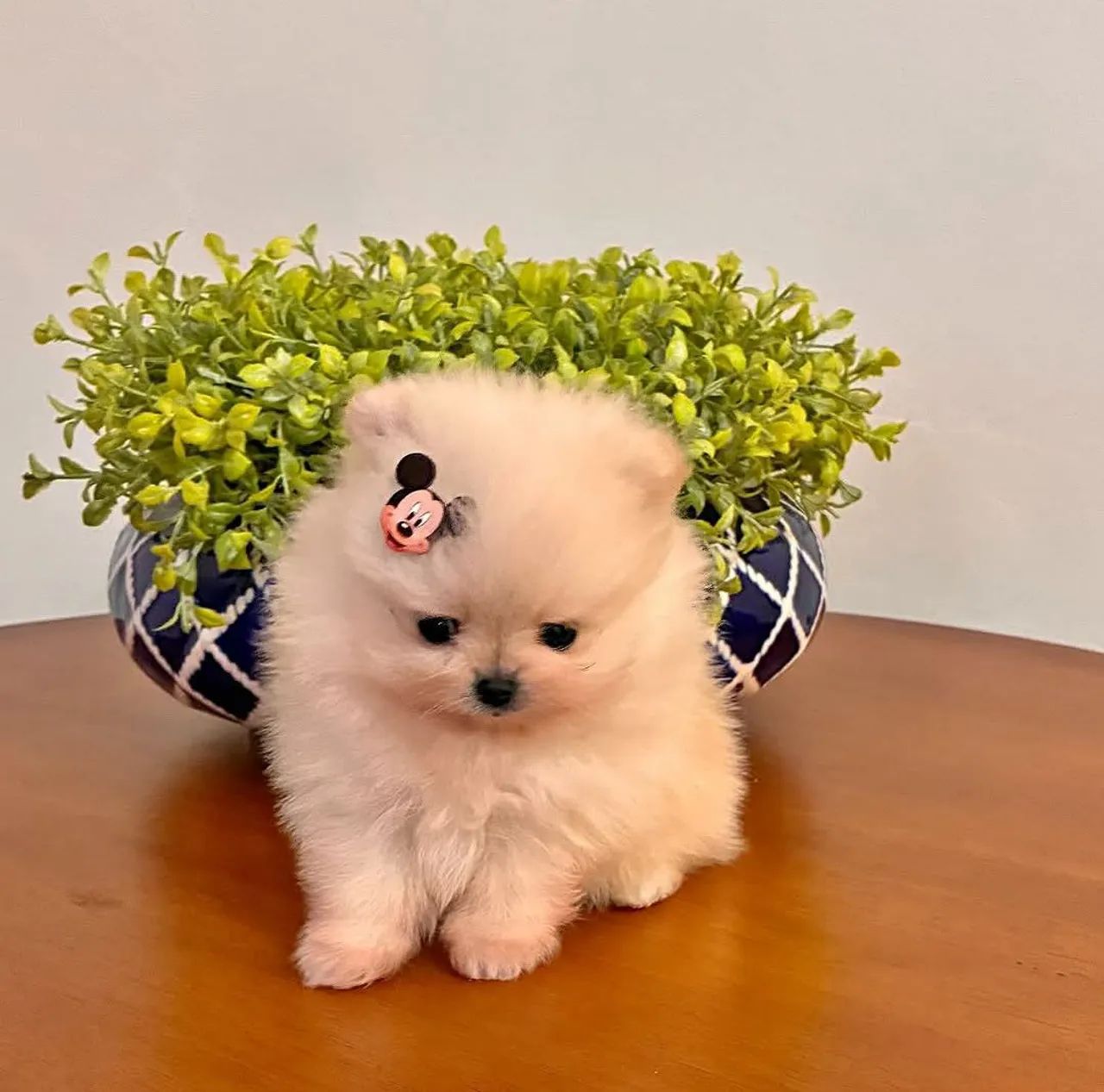 Spitz alemão 