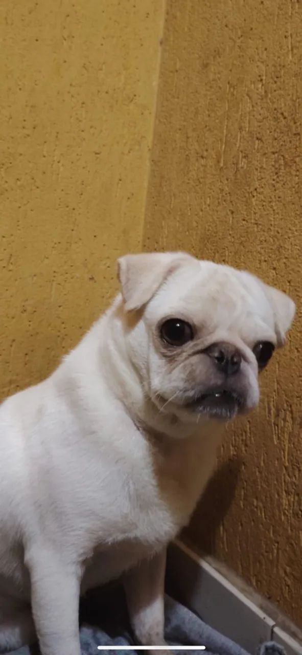 Cachorro pug branco raro  - Foto 2