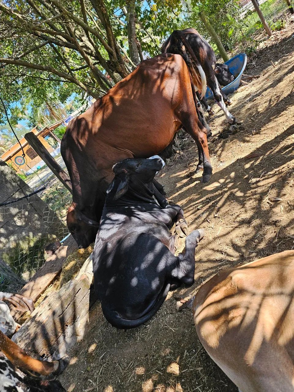 Vendo vacas ?  - Foto 4