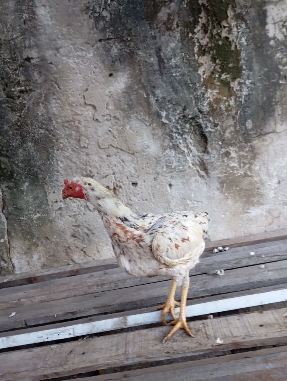 Galinha branca de raça pura