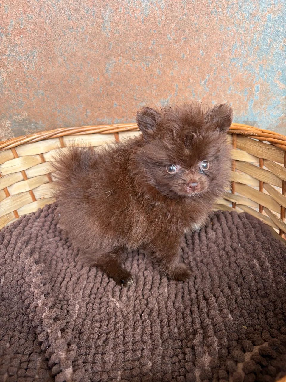 Lulu - Spitz alemão  - Foto 4