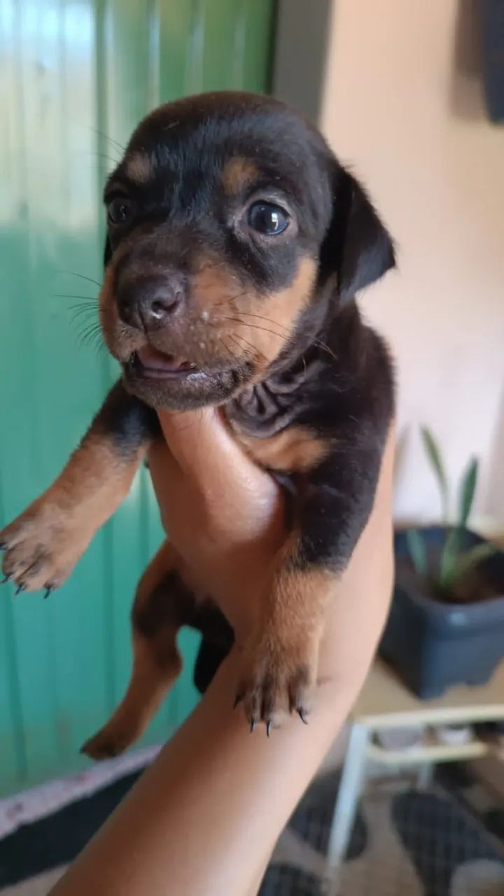 Cachorro - Foto 2