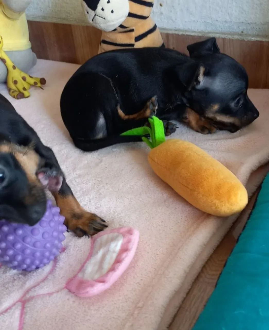 Cachorro  - Foto 2