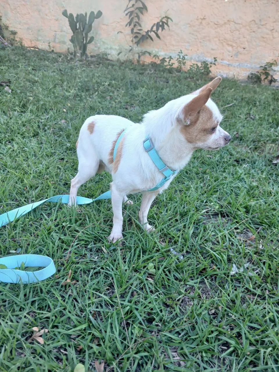 Chihuahua  macho  - Foto 3
