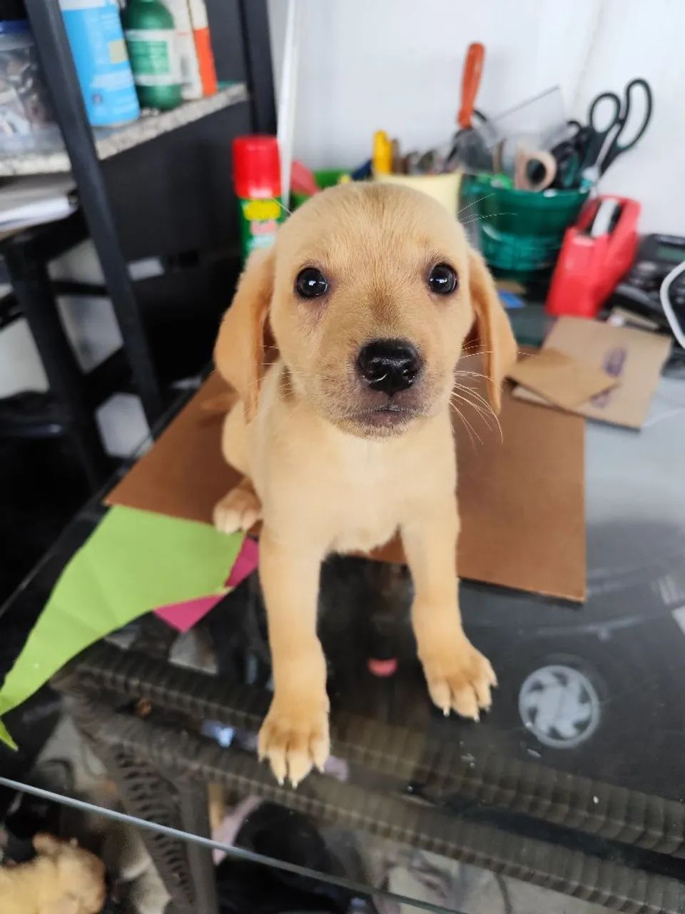 cachorro  - Foto 2