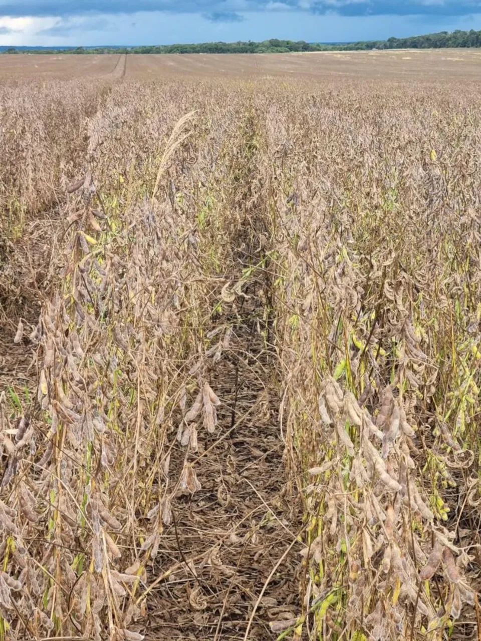Fazenda de arrendamento 1.000 hec em nova Maringá MT. 