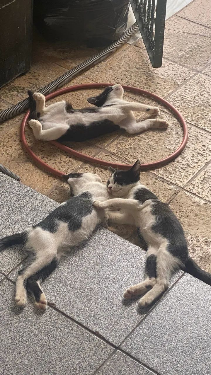 Dois gato macho e uma fêmea 