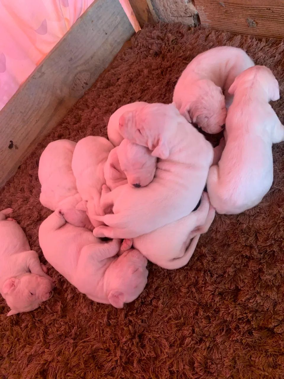 Cachorro  - Foto 5
