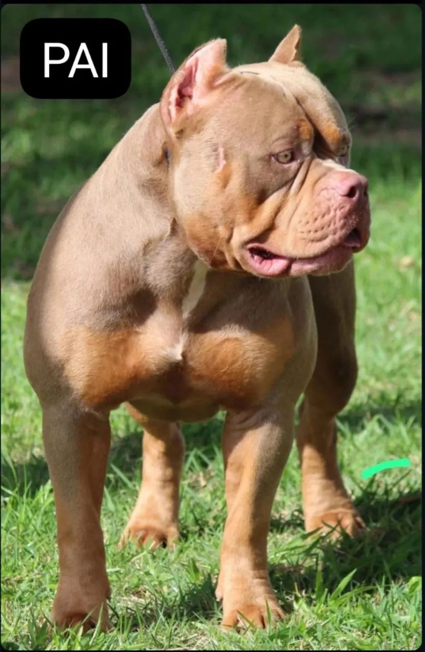 Vende-se  - Foto 3
