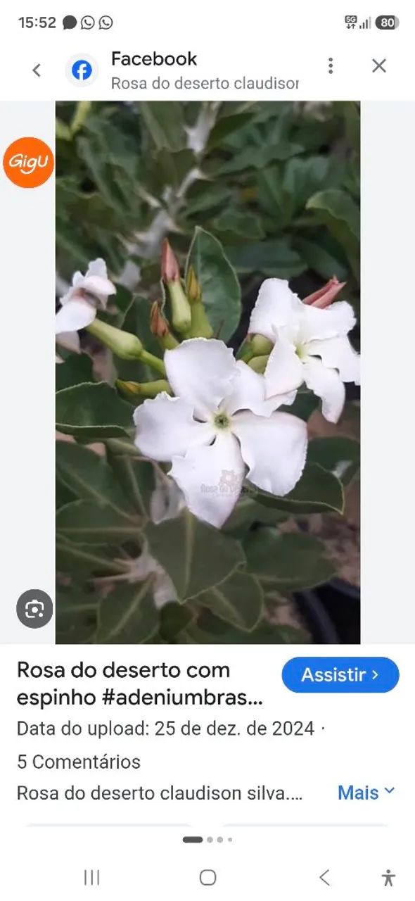 Rosa do deserto com espinho  - Foto 2