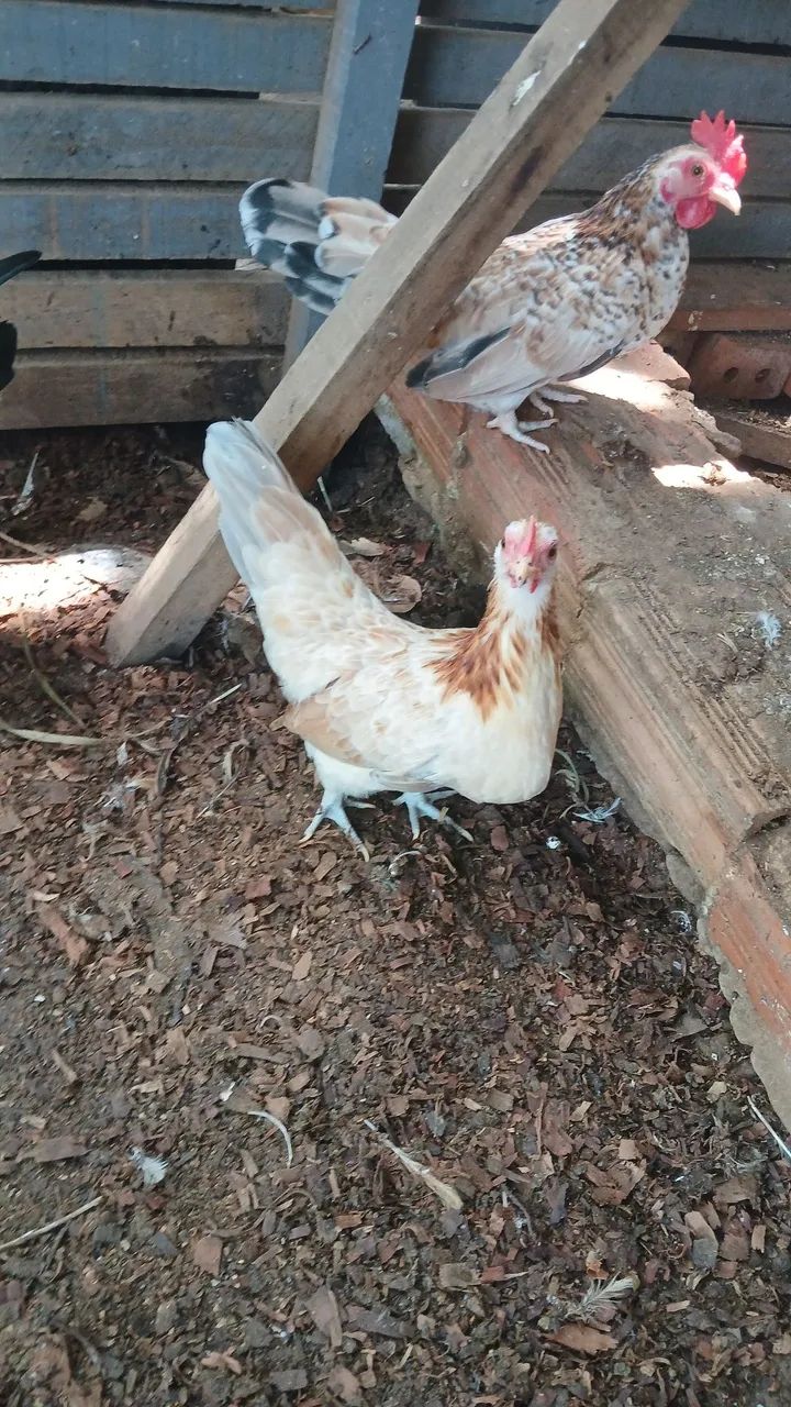 Galinhas garninzé  - Foto 4