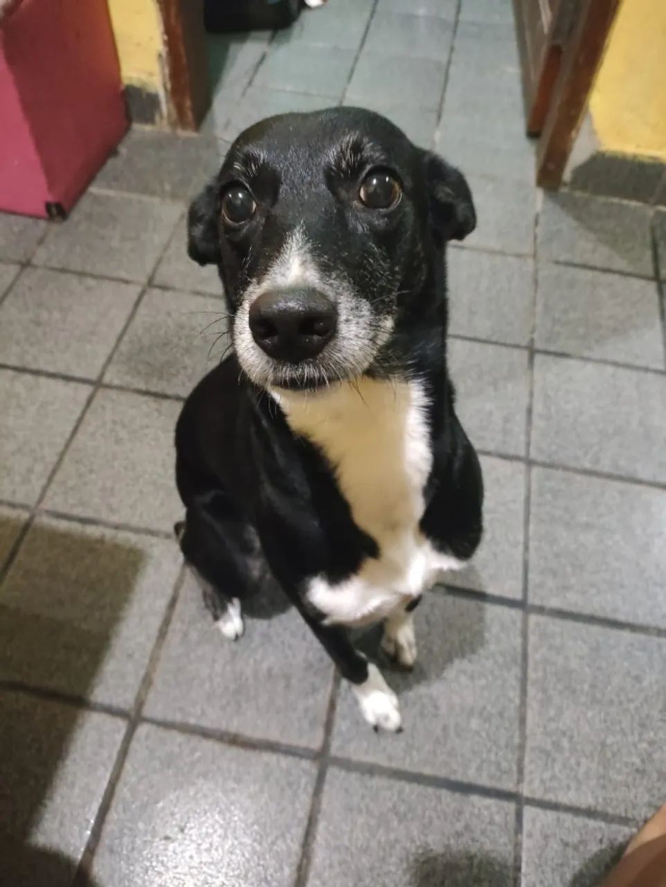 Adoção de cão de companhia