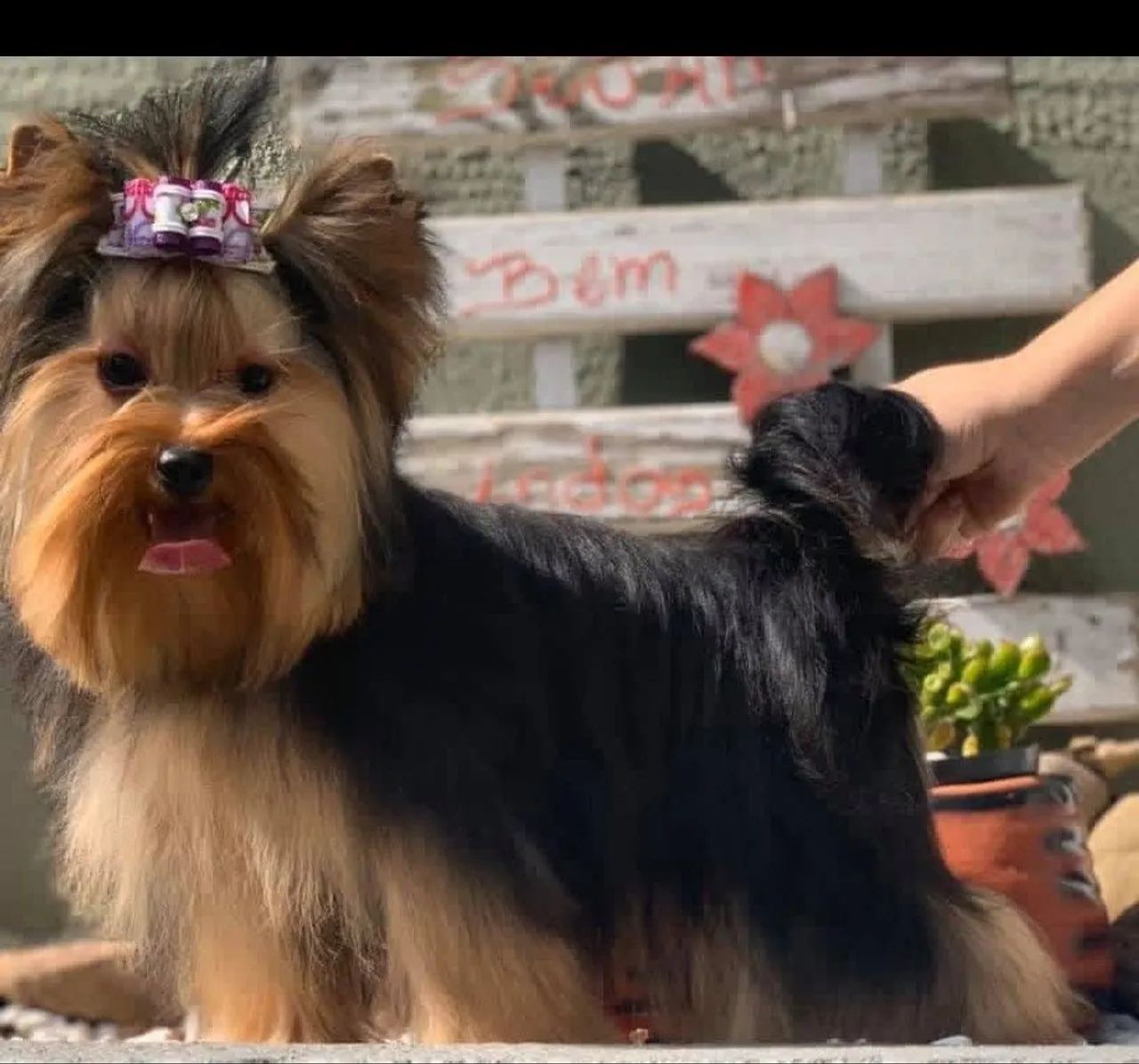 Yorkshire terrier macho  - Foto 5