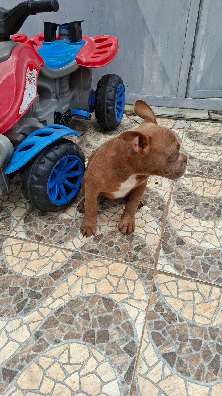 VENDE-SE FILHOTE DA RAÇA  EXOTIC BULLY - Foto 2