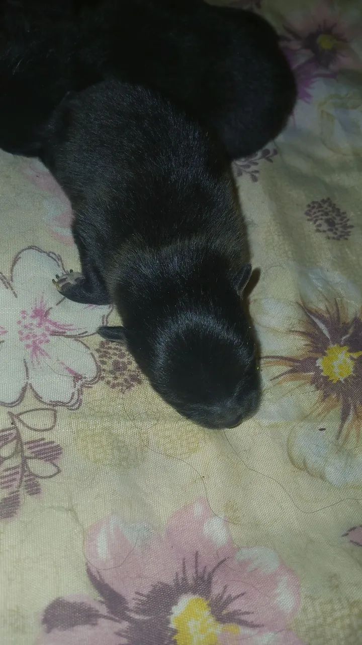Spitz Alemão  - Foto 4